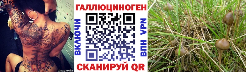 Галлюциногенные грибы Psilocybine cubensis Купить Добрянка